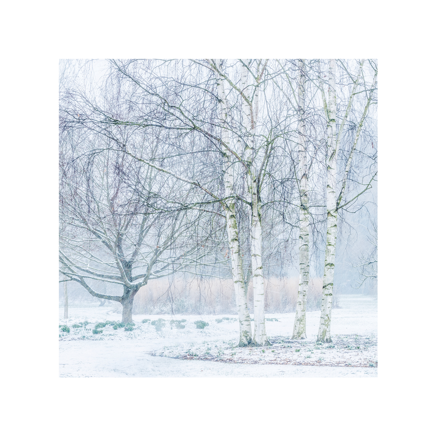 Silver Birches in Winter - Christmas card wallet