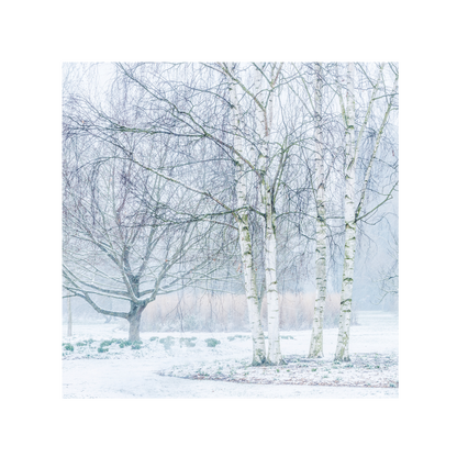 Silver Birches in Winter - Christmas card wallet