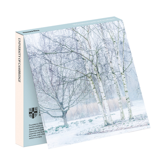 Silver Birches in Winter - Christmas card wallet