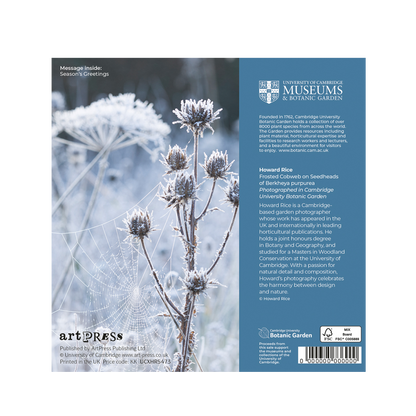 Frosted Cobweb on Seedheads - Christmas card wallet