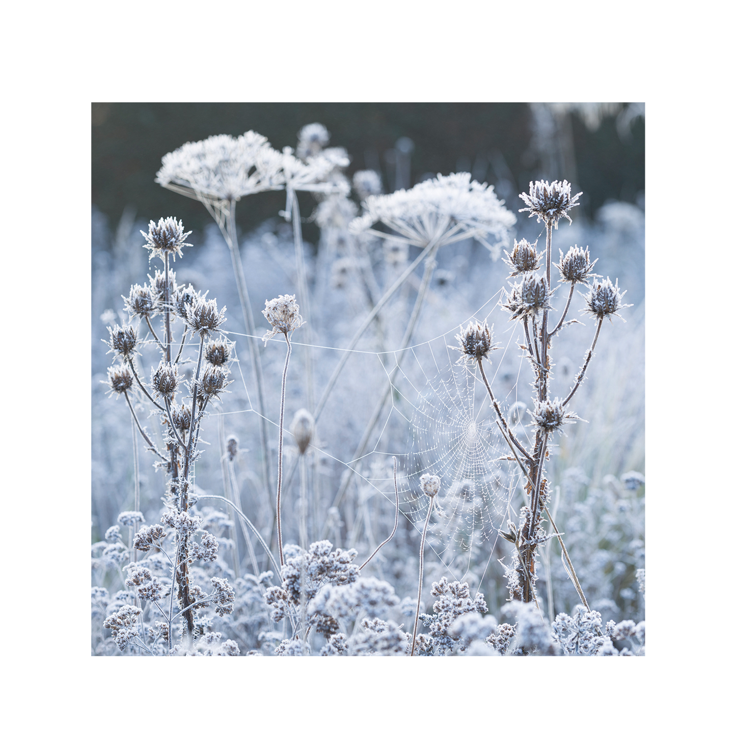 Frosted Cobweb on Seedheads - Christmas card wallet