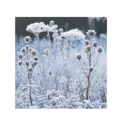 Frosted Cobweb on Seedheads - Christmas card wallet