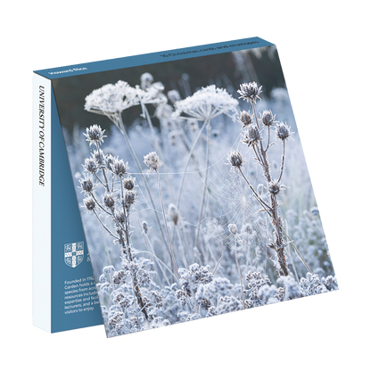 Frosted Cobweb on Seedheads - Christmas card wallet