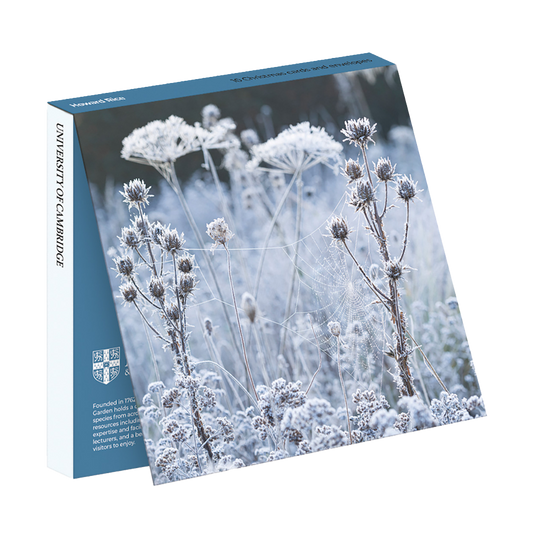 Frosted Cobweb on Seedheads - Christmas card wallet