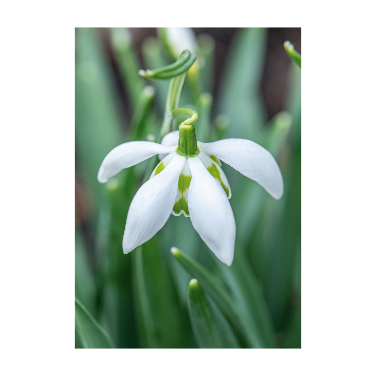 Galanthus (Snowdrop) - Christmas card wallet