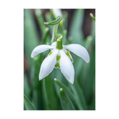 Galanthus (Snowdrop) - Christmas card wallet