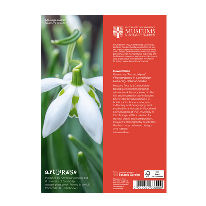 Galanthus (Snowdrop) - Christmas card wallet