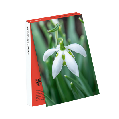 Galanthus (Snowdrop) - Christmas card wallet