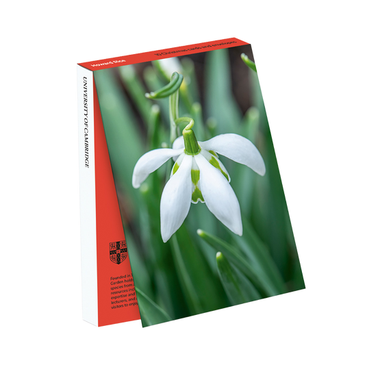 Galanthus (Snowdrop) - Christmas card wallet