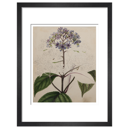 Adamia versicolor - Art print