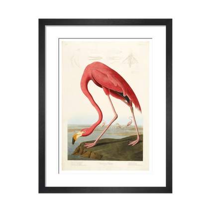 American Flamingo - Art print