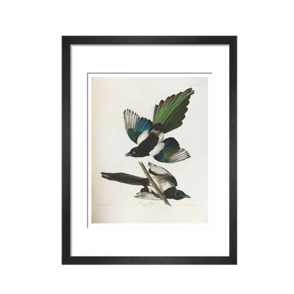 American Magpie - Art print