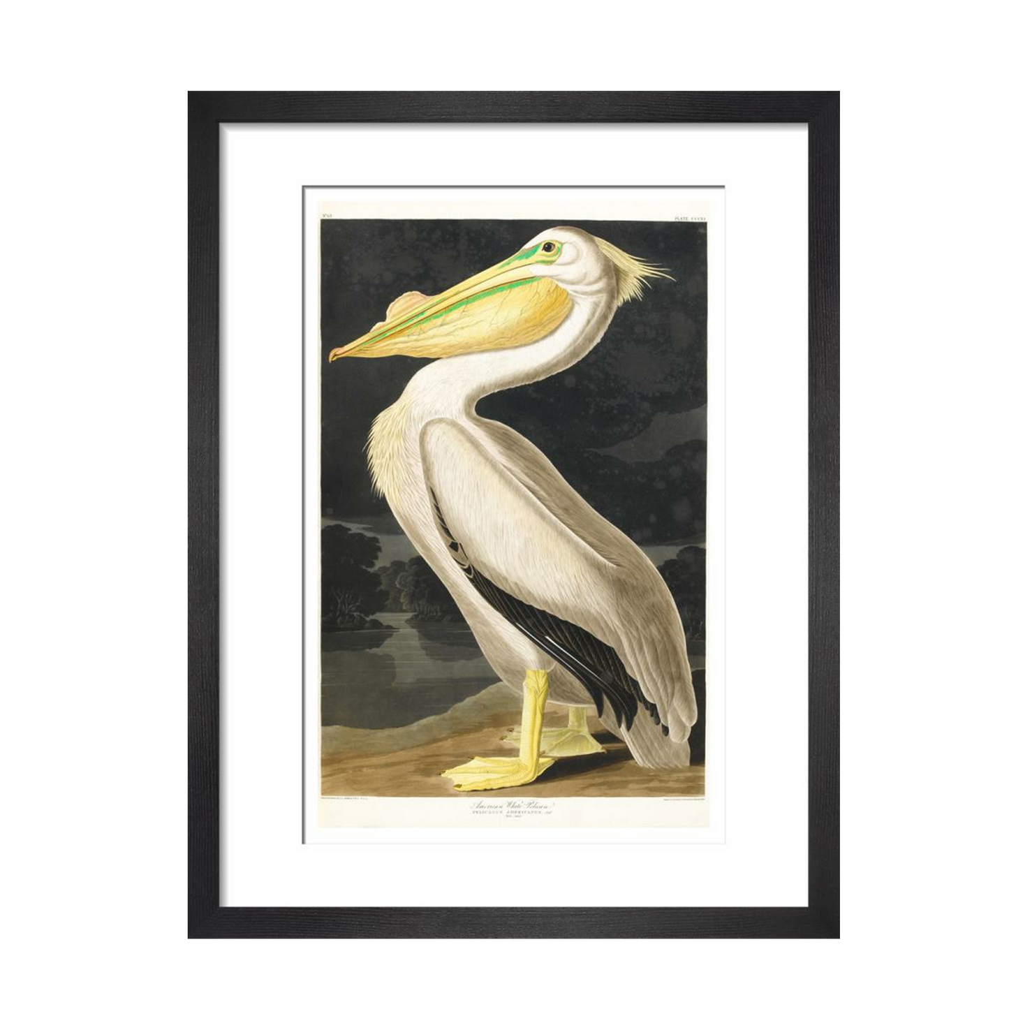 American White Pelican - Art print