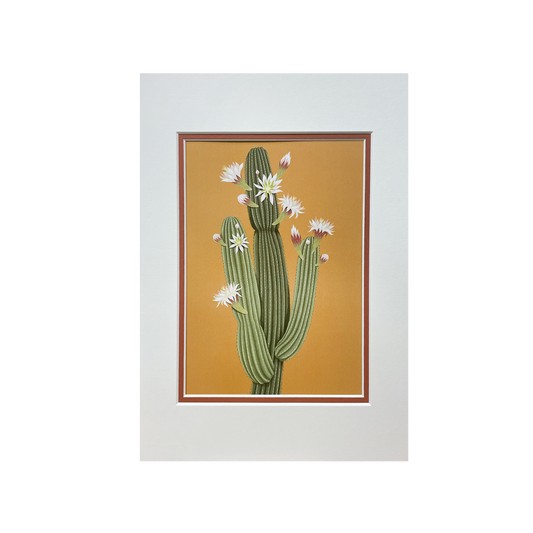 Arid Lands - Mounted Print