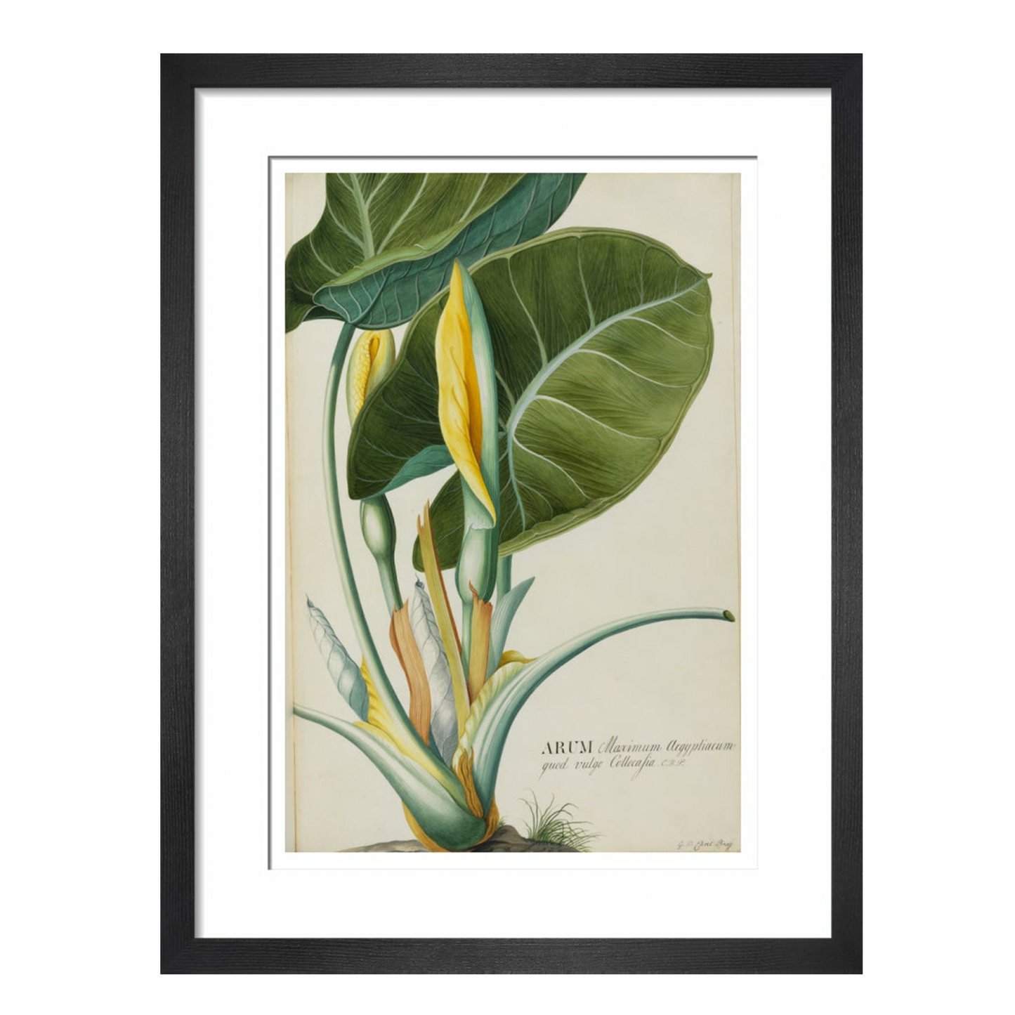 Arum (Wake-Robin or Cuckoo Pint) - Art print