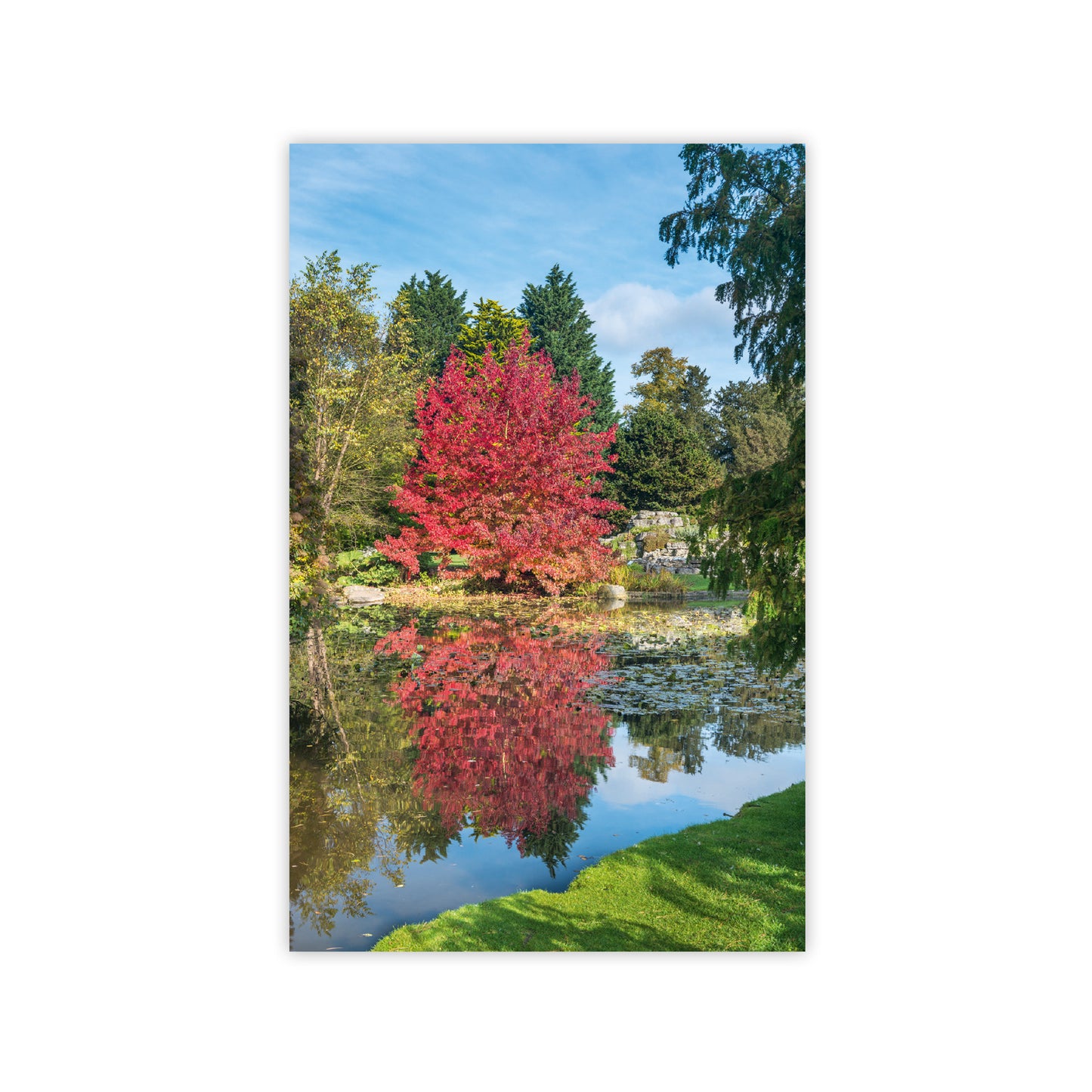 Botanic Garden Trees - Notecard pack