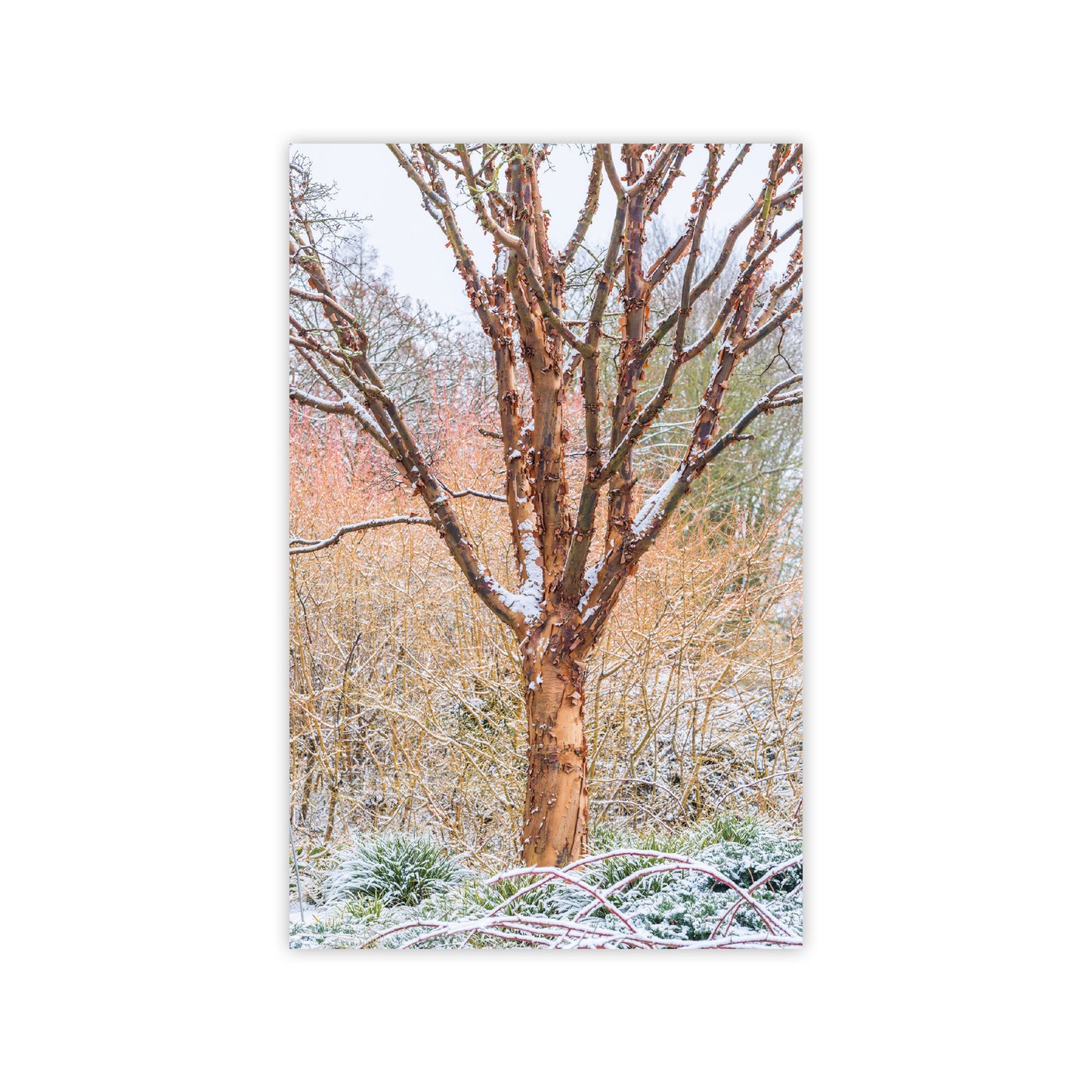 Botanic Garden Trees - Notecard pack