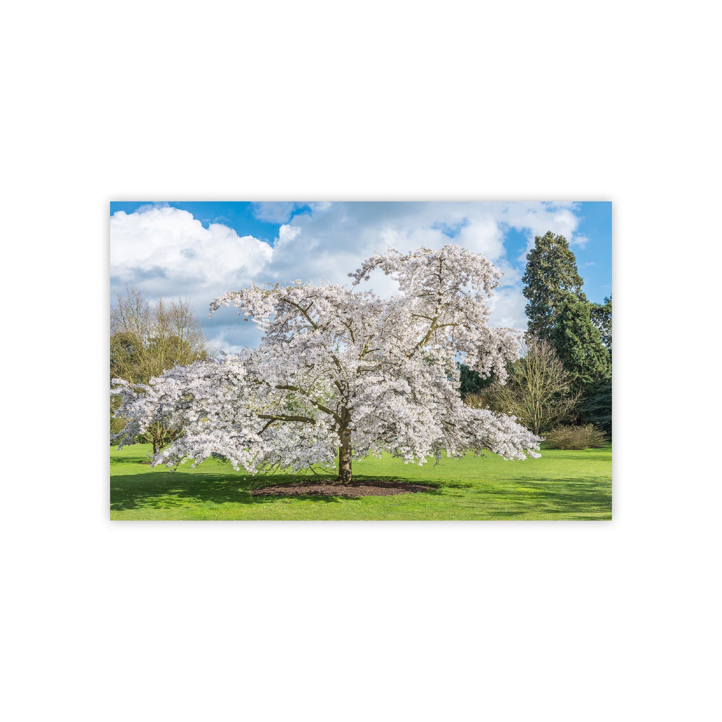 Botanic Garden Trees - Notecard pack