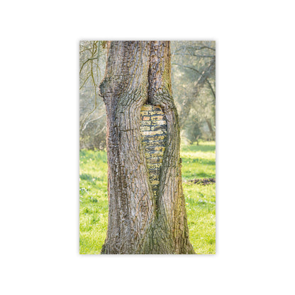 Botanic Garden Trees - Notecard pack