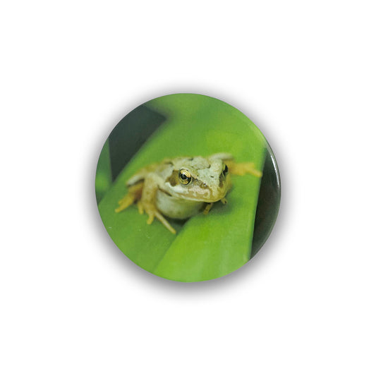 Frog on Orchid Leaf - Pocket Mirror