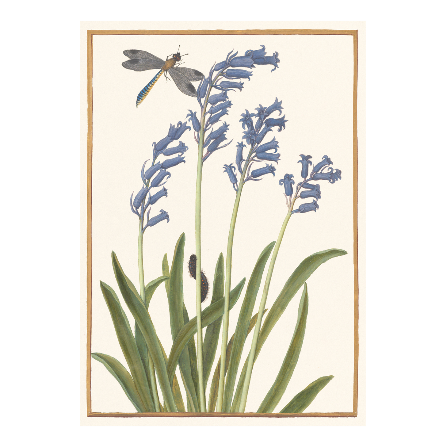 Bluebell and Dragonfly - Greeting card