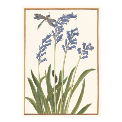 Bluebell and Dragonfly - Greeting card