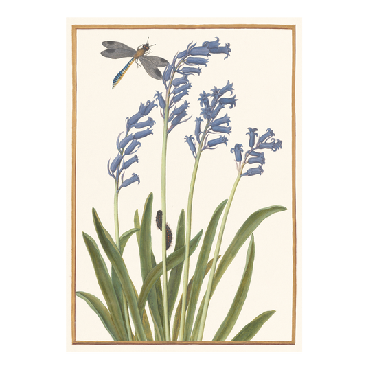 Bluebell and Dragonfly - Greeting card