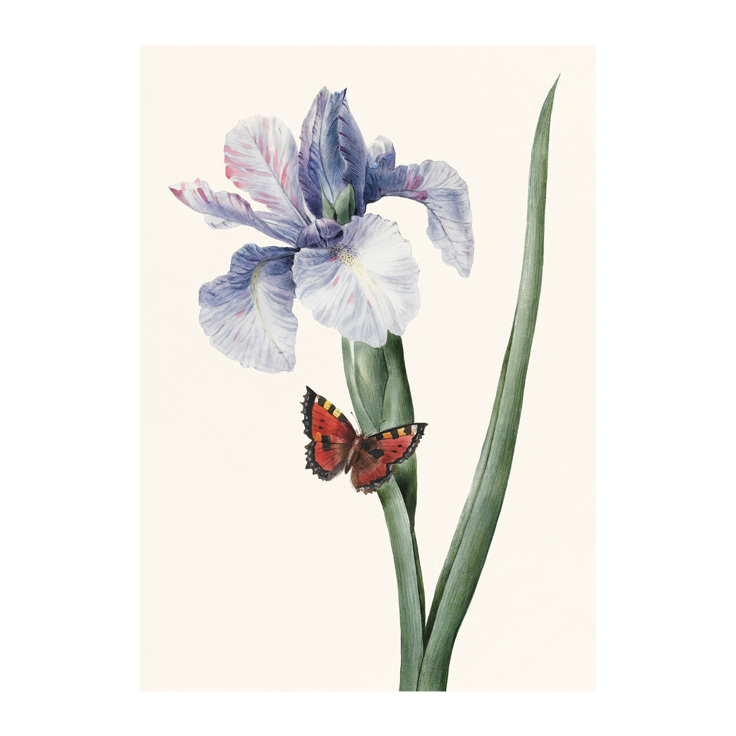 Blue Iris and Butterfly - Greeting card