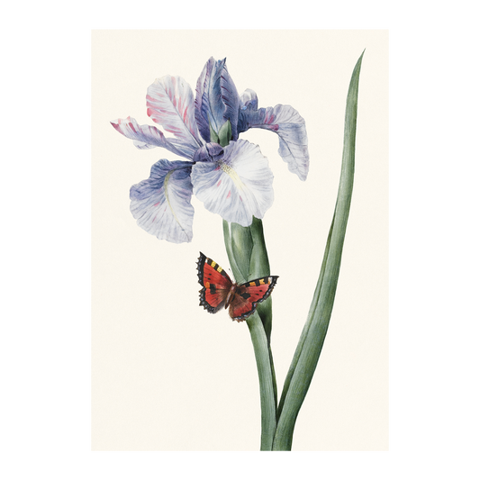 Blue Iris and Butterfly - Greeting card