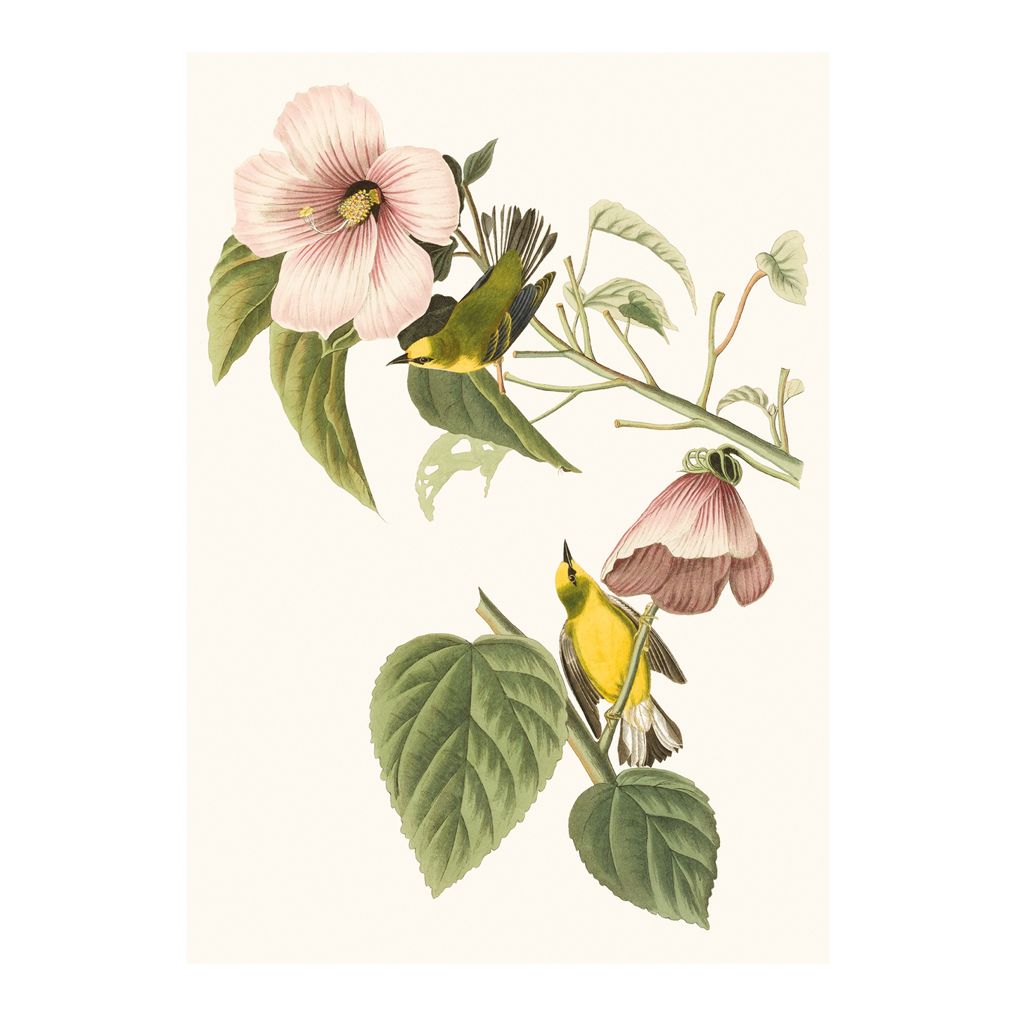 Blue-winged Yellow Warblers and Rose Mallow - Greeting card