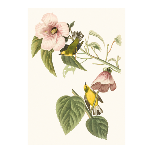 Blue-winged Yellow Warblers and Rose Mallow - Greeting card