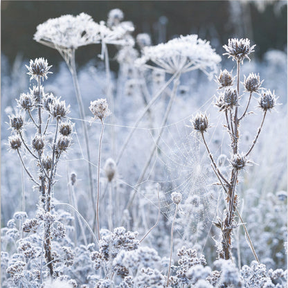 Frosted cobweb on seedheads - Christmas card pack