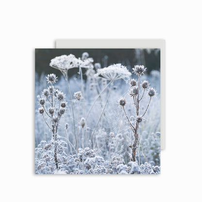 Christmas card featuring frosted cobweb on seedheads image. 