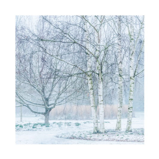 Silver Birch Trees in Winter - Christmas card pack