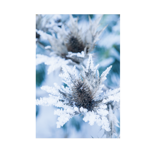 Eryngium giganteum - Christmas card pack