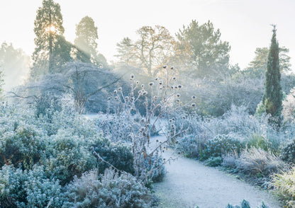 The Mediterranean Beds on a frosty morning- Christmas card pack