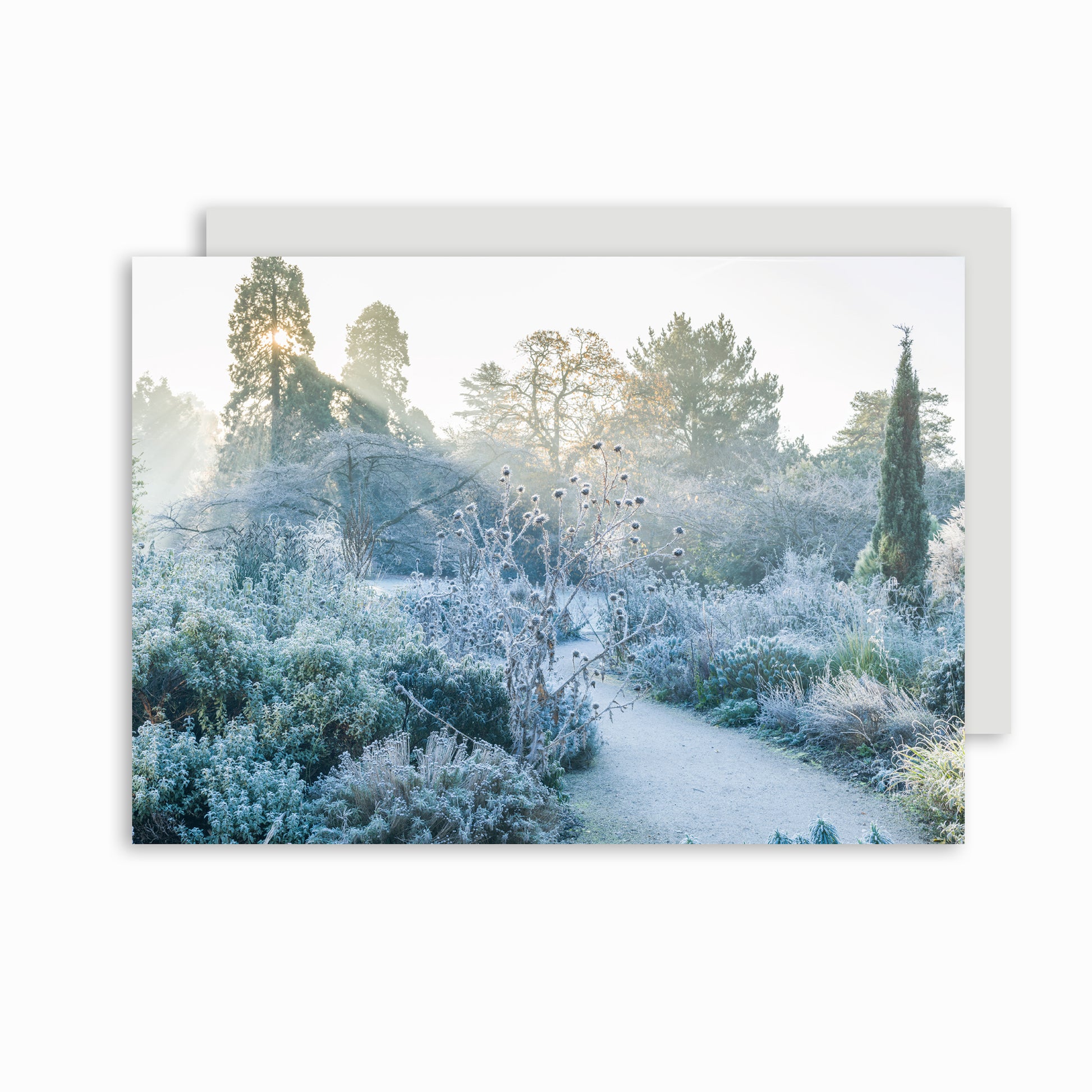 Christmas card of frosty winter scene at Cambridge University Botanic Gardens