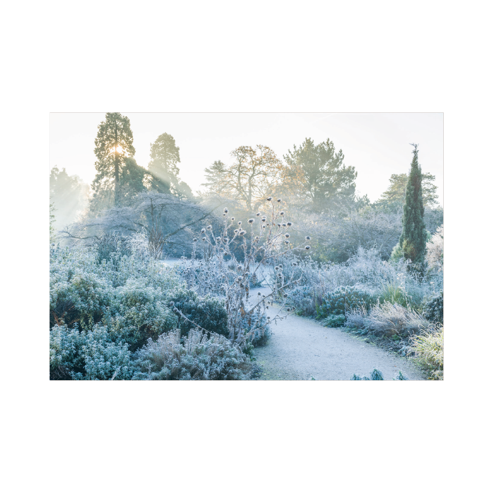 The Mediterranean Beds on a frosty morning- Christmas card pack