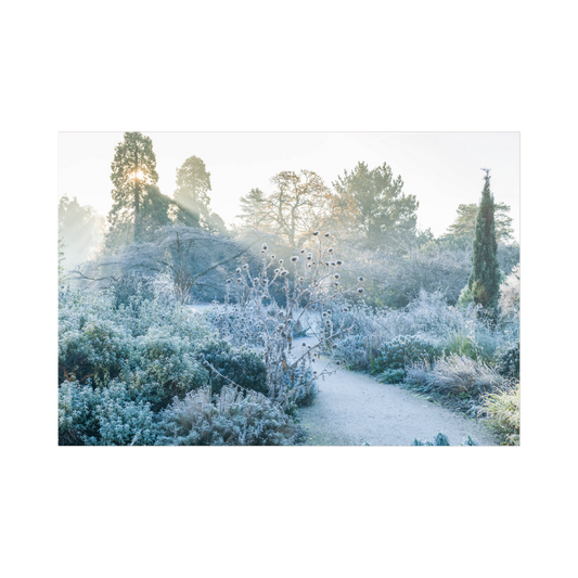 The Mediterranean Beds on a frosty morning- Christmas card pack