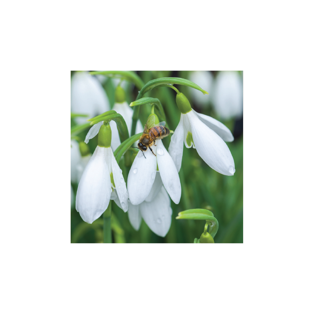 Galanthus 'James Backhouse' and early honeybee - Christmas card pack