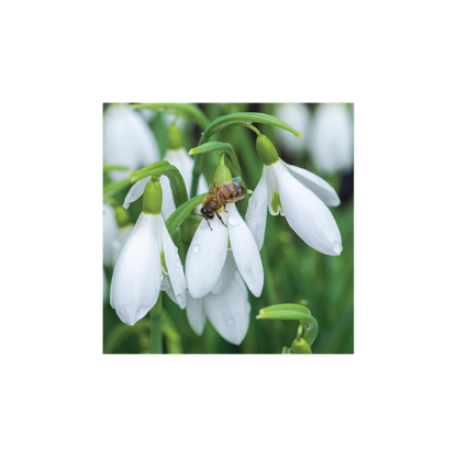 Galanthus 'James Backhouse' and early honeybee - Christmas card pack