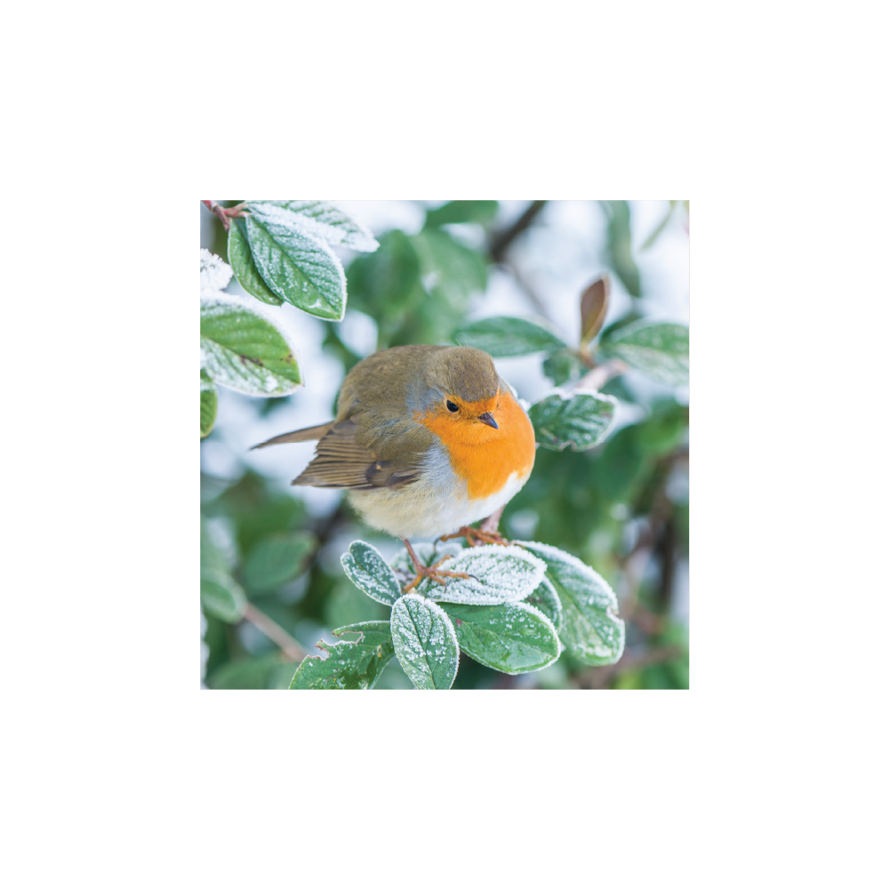 Robin on Cotoneaster lacteus - Christmas card pack