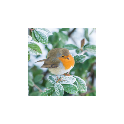 Robin on Cotoneaster lacteus - Christmas card pack