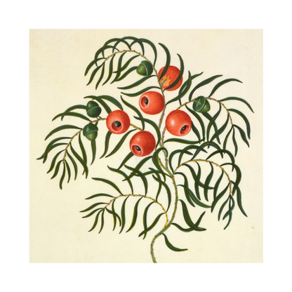 Taxus (European Yew) - Christmas card pack