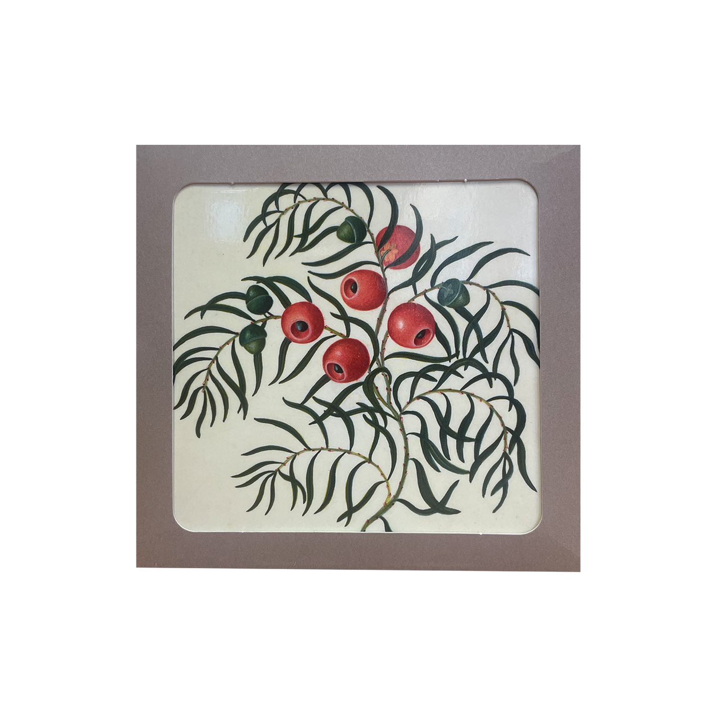 Taxus (European Yew) - Christmas card pack