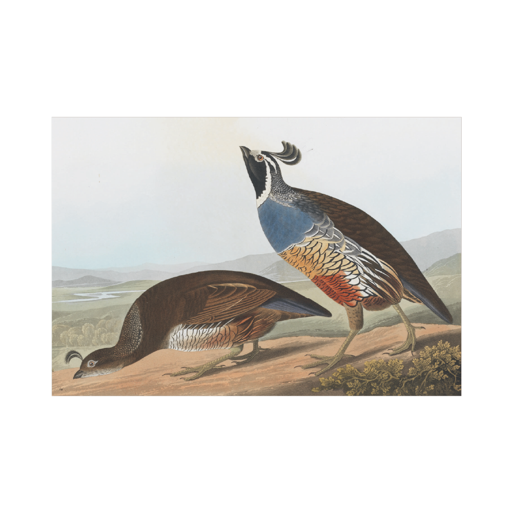 California Partridge - Christmas Card Pack