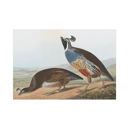 California Partridge - Christmas Card Pack