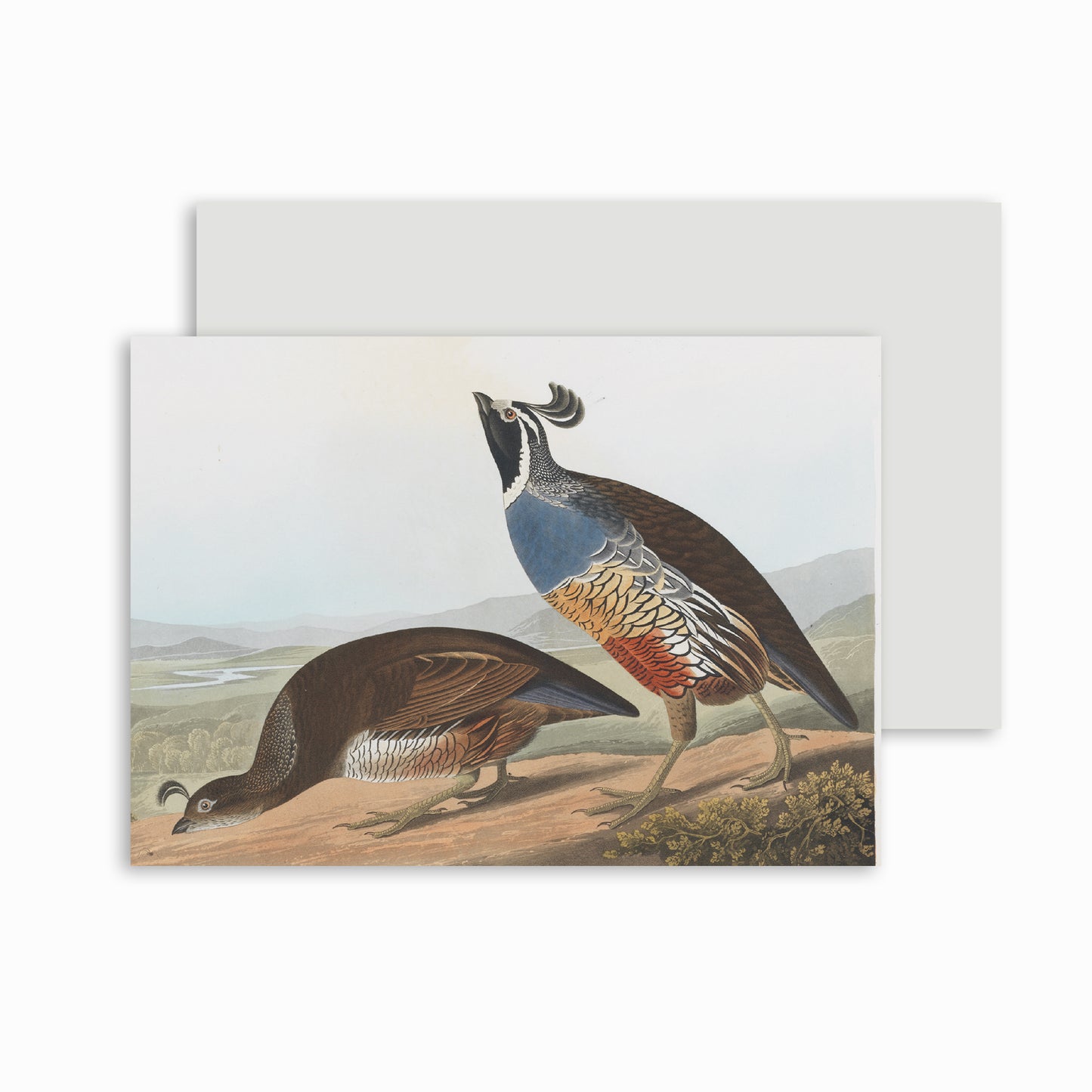 California Partridge - Christmas Card Pack