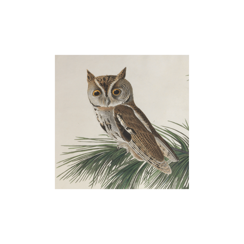 Little Screech Owl - Christmas card pack