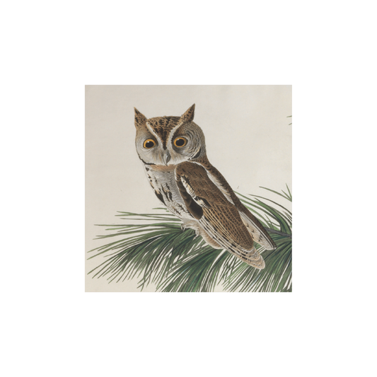 Little Screech Owl - Christmas card pack